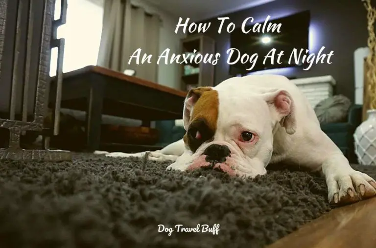 10 Tips On How To Calm An Anxious Dog At Night(With Video)