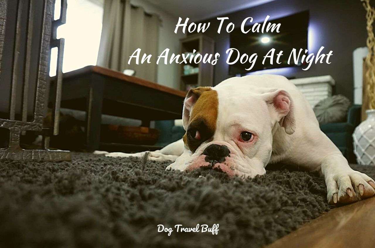 what calms an anxious dog