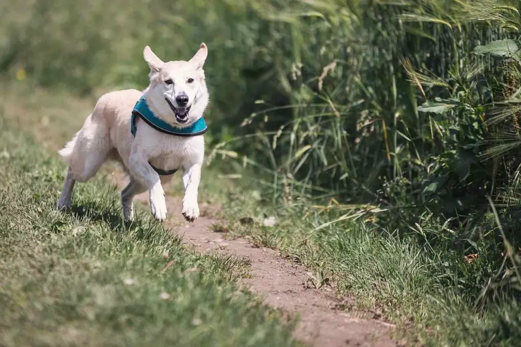 Dog-Friendly Vacations in California