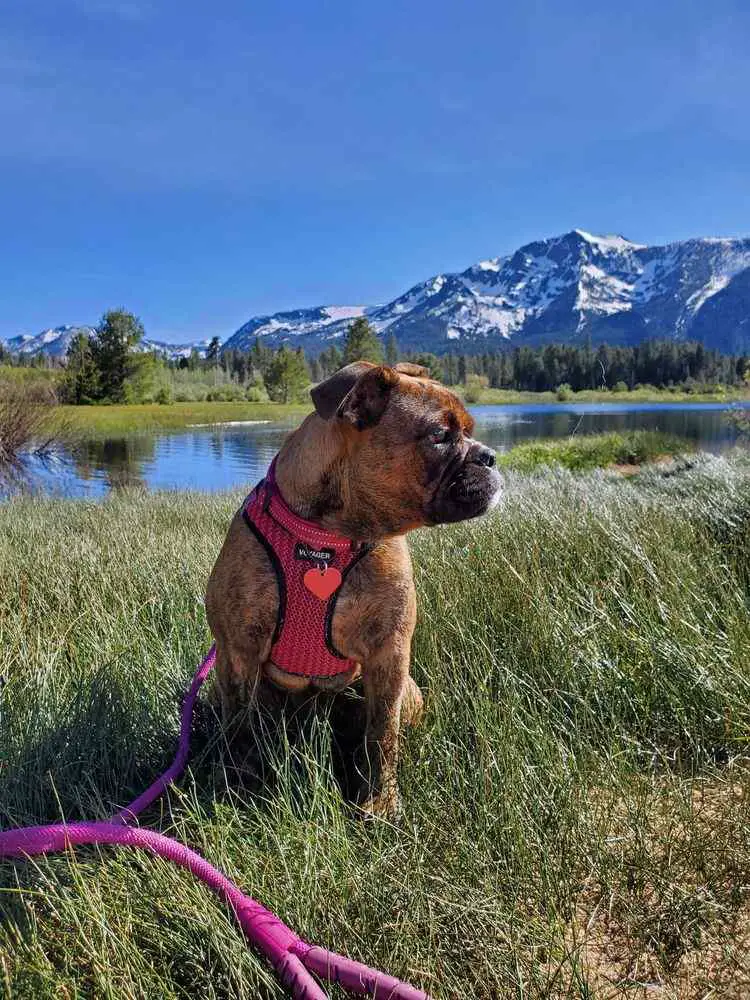 Dog-Friendly Vacations in California_Kiva Beach, Lake Tahoe