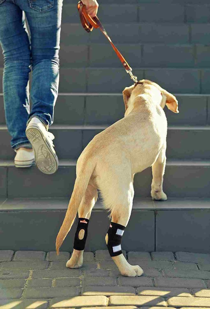 best dog knee braces_NeoAlly Dog Ankle Braces Canine Rear Leg Brace
