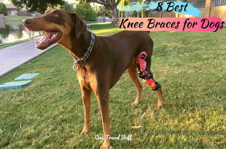 8 Best Knee Braces For Dogs Easy to Use and Safe