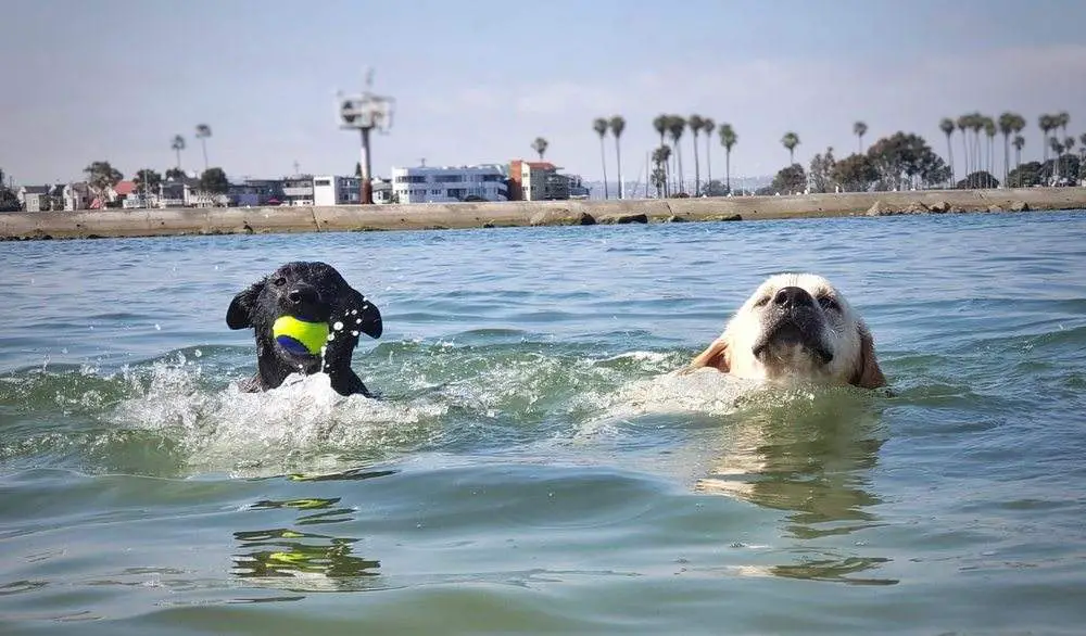 Ocean Beach Dog Beach