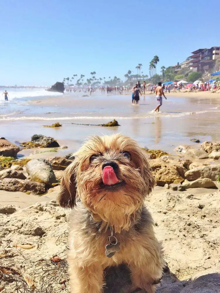 Best Dog-Friendly Beaches in Orange County_Corona Del Mar