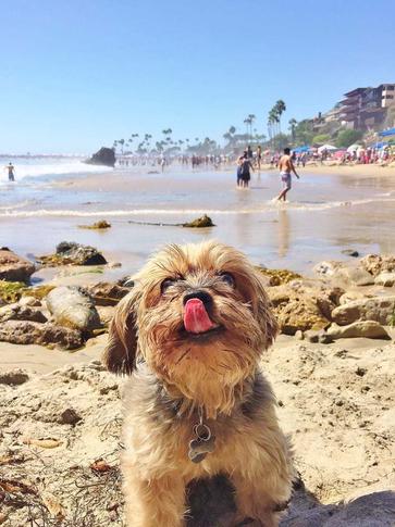 is laguna beach dog friendly