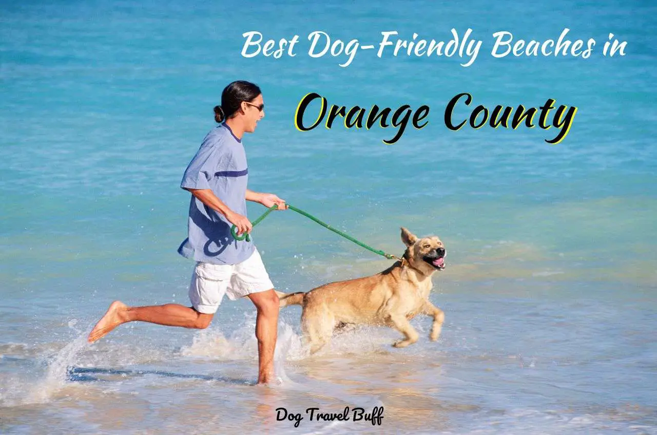 Best Dog-Friendly Beaches in Orange County