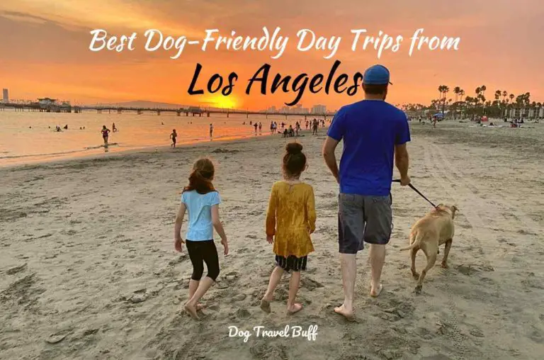 8 Best Dog-Friendly Day Trips From Los Angeles in 2022