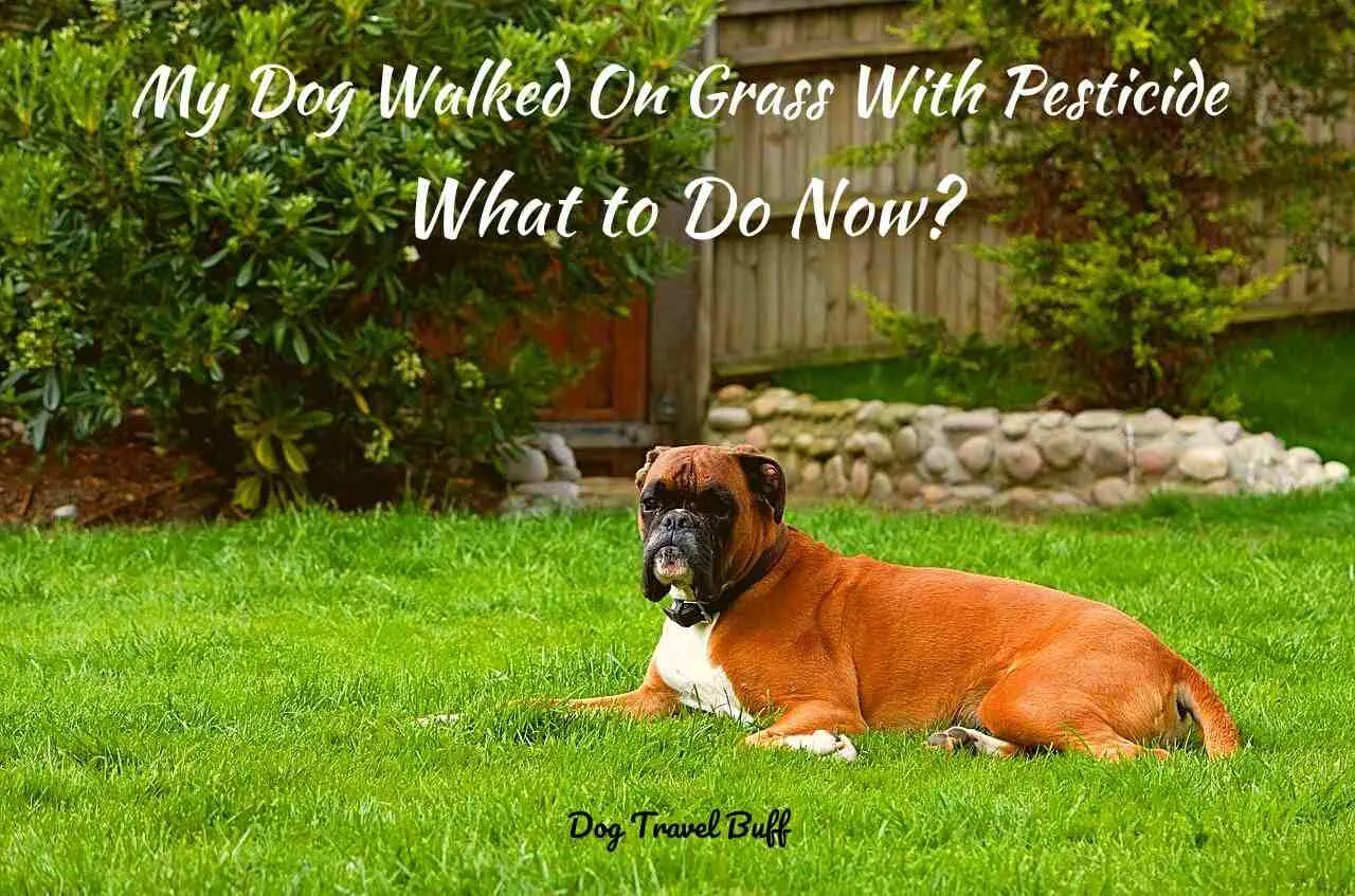 My Dog Walked On Grass With Pesticide