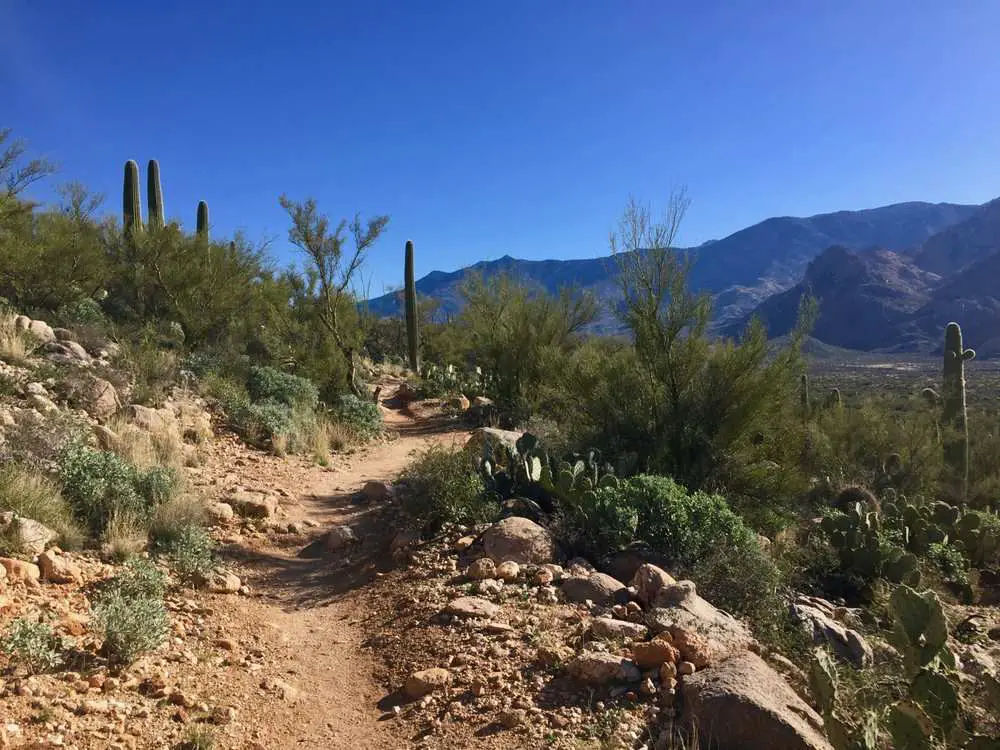 Best Dog-Friendly Hikes in Tucson
_Catalina Canyon Loop