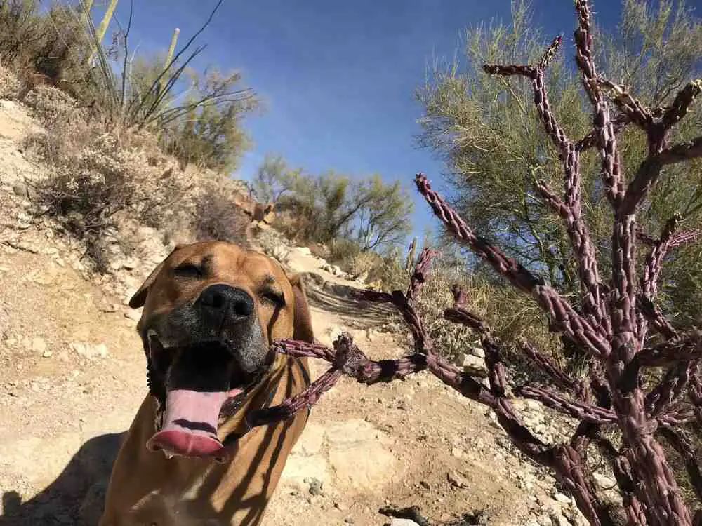 Chiva Falls Trail