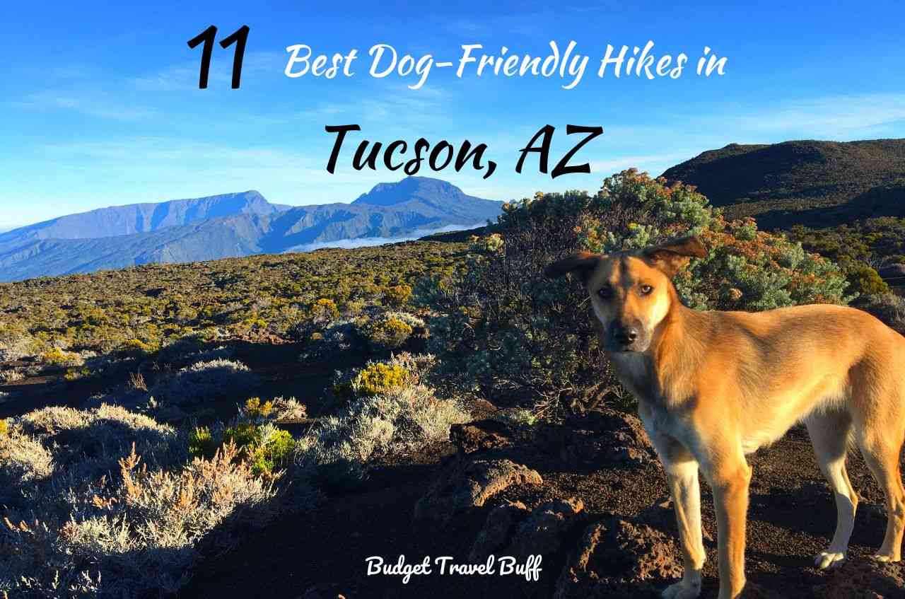 Best Dog-Friendly Hikes in Tucson