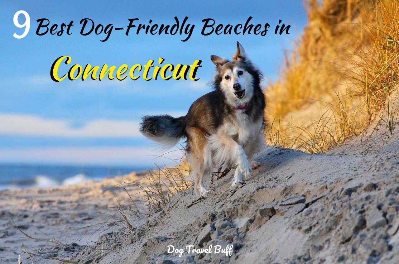 Dog-friendly Beaches in Connecticut