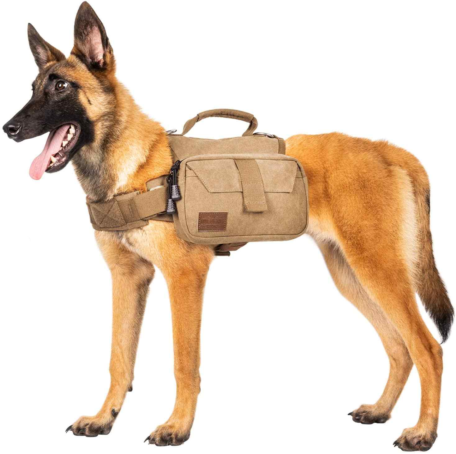 11 Best Dog Vest for Hiking: Dog Harness Reviews: DogTravelBuff