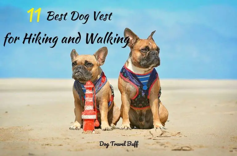 11 Best Dog Vest for Hiking: Dog Harness Reviews & Buying Guide