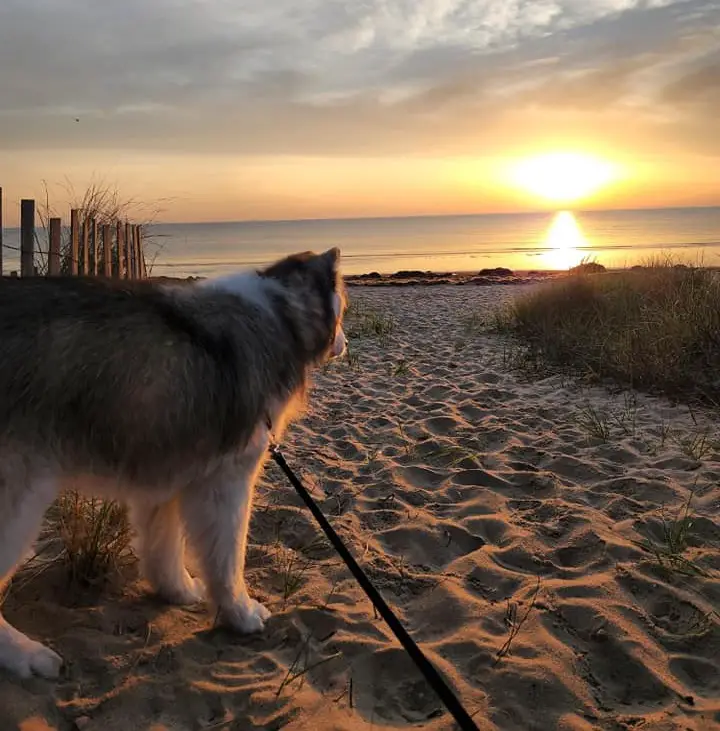 Best Dog-Friendly Beaches in Delaware_Prime Hook Beach