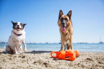 are dogs allowed on bethany beach all year