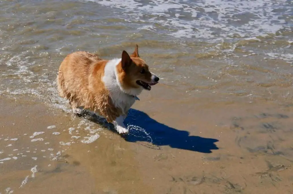 pet friendly beach in delaware_Lewes Beach