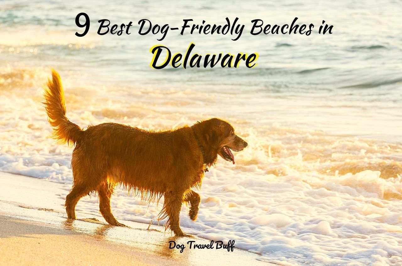 9 Best Dog-Friendly Beaches in Delaware - Dog Travel Buff