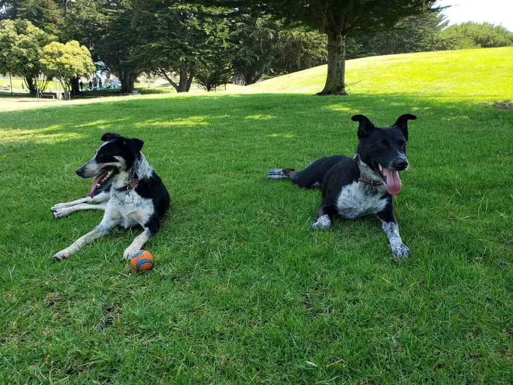 Dog-Friendly Morro Bay_Jody Giannini Family Dog Park