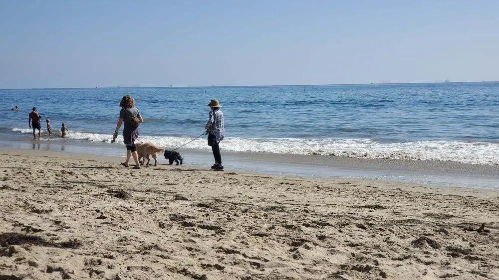 Dog-Friendly Beaches in Santa Barbara_Butterfly Beach