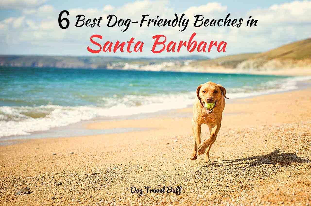 Dog Beaches in Santa Barbara