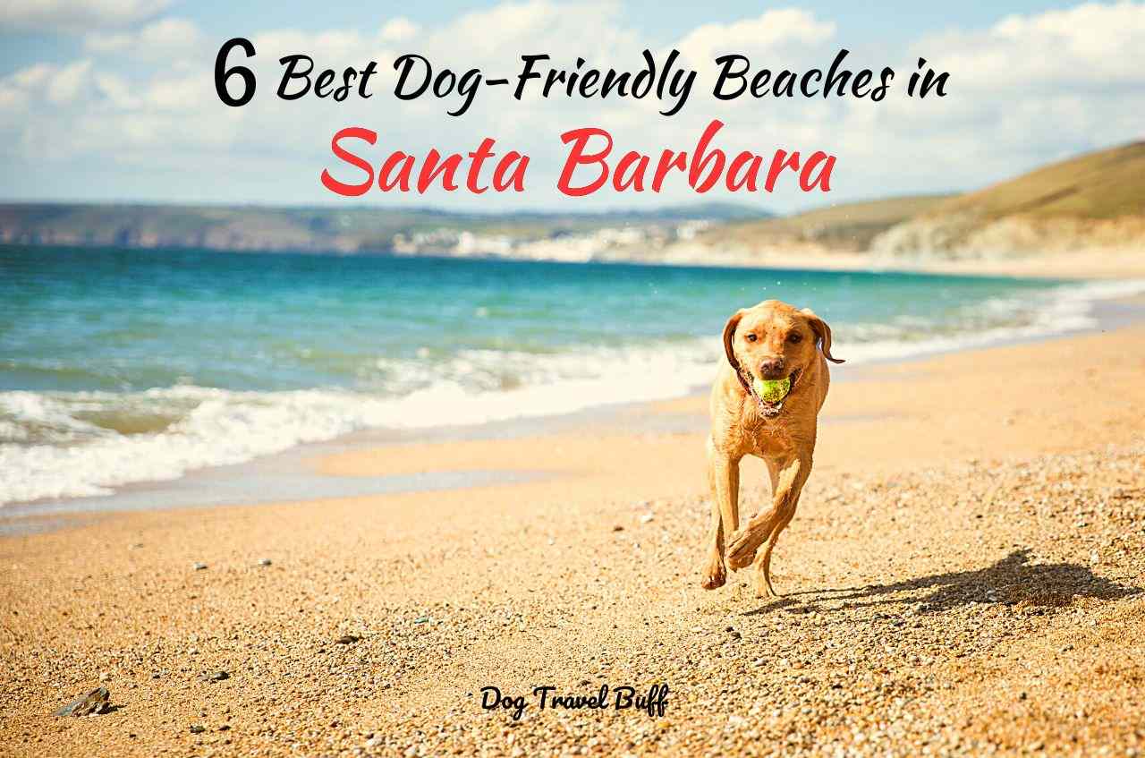 is east beach santa barbara dog friendly