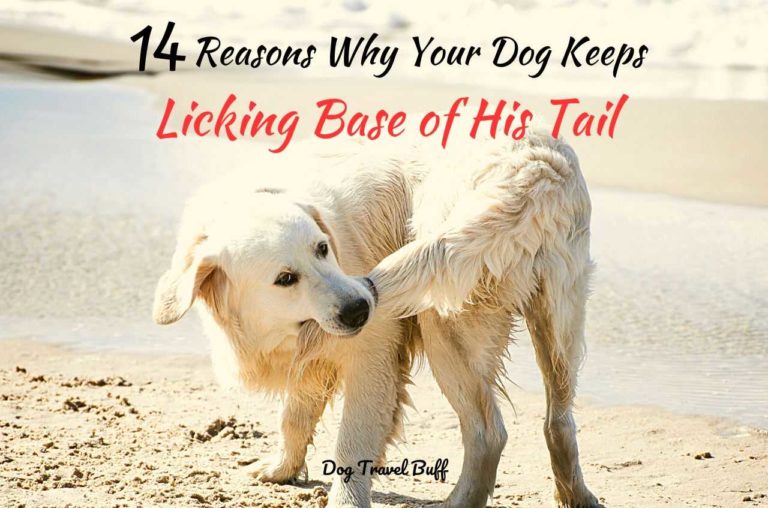14 Reasons Why Your Dog Keeps Licking Base of His Tail? With Home Remedies