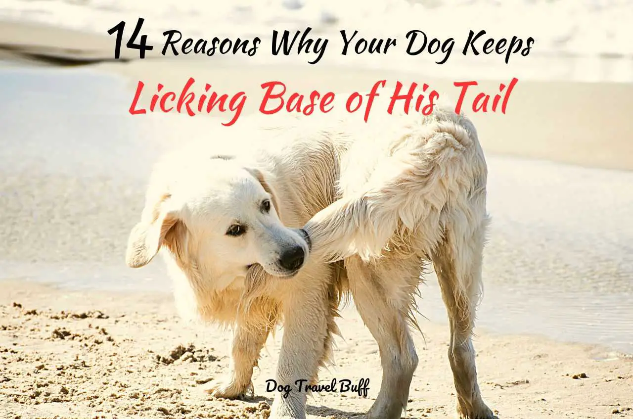 Dog Keeps Licking Base of His Tail
