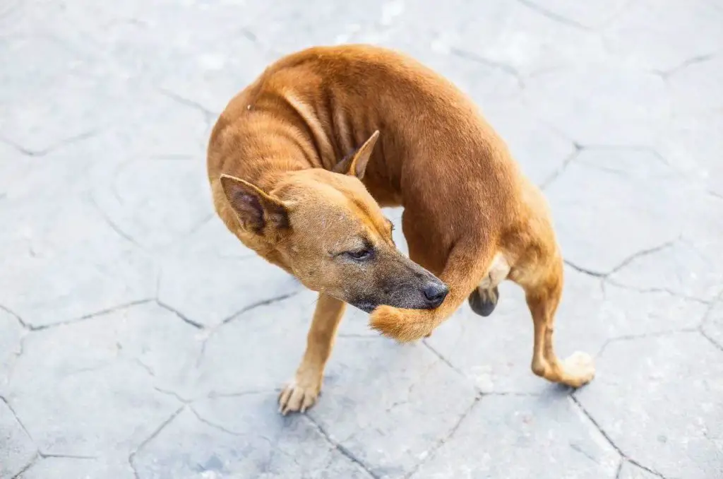 Dog Keeps Licking Base of His Tail