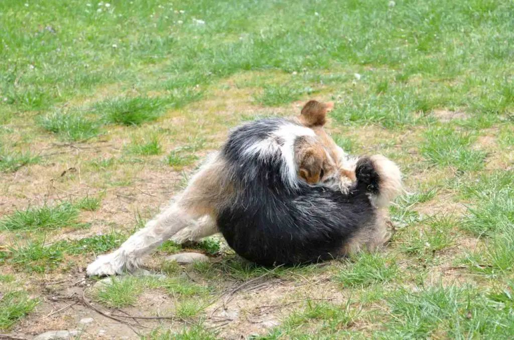 Dog Licking His Tail