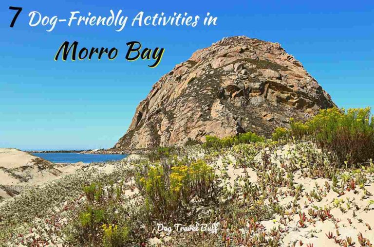 7 Dog-Friendly Morro Bay Activities: Hotels & Restaurants