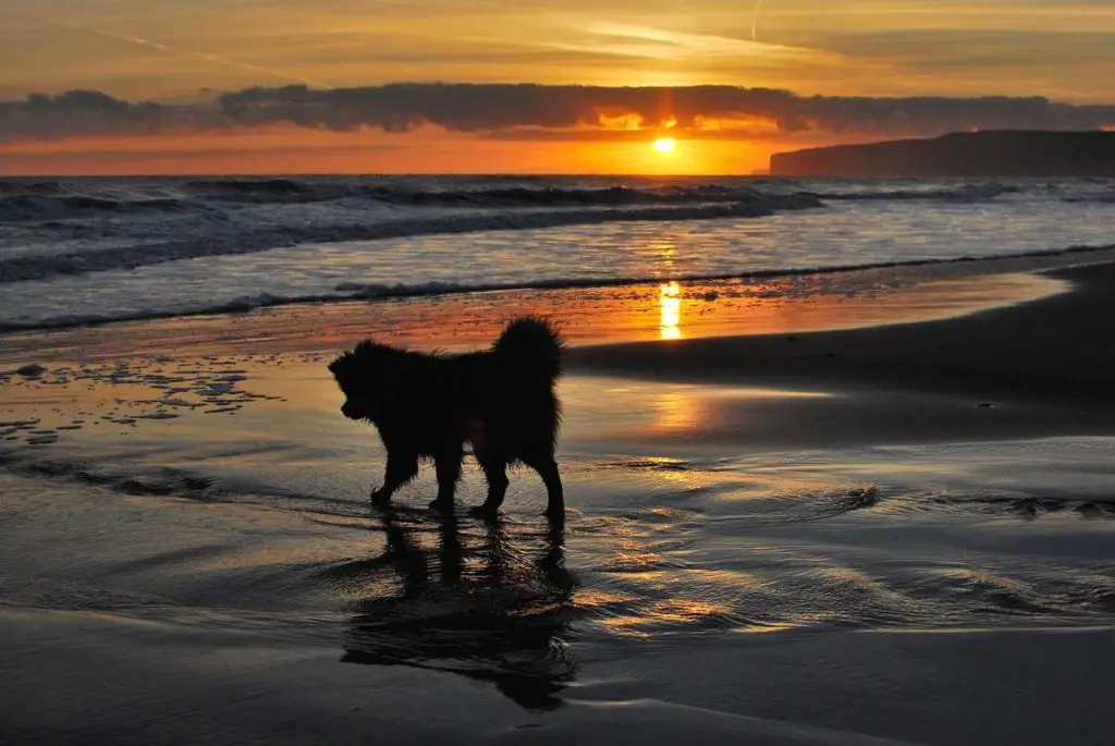 are dogs allowed on cape cod beaches