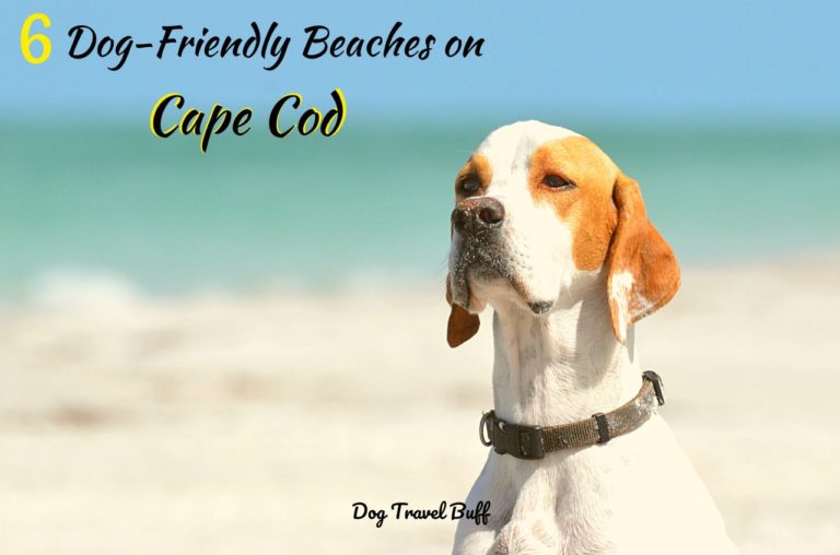 6 Best Dog-Friendly Beaches On Cape Cod, MA