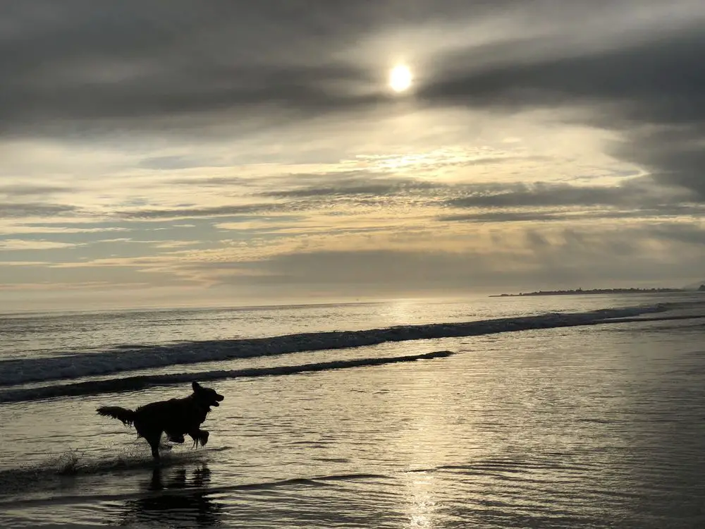 Dog Beaches in Santa Barbara_Arroyo Burro Beach Park