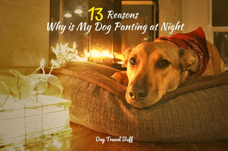 13 Reasons Why Is My Dog Panting At Night: What To Do?