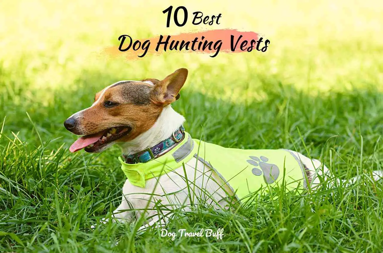 Best Dog Hunting Vests