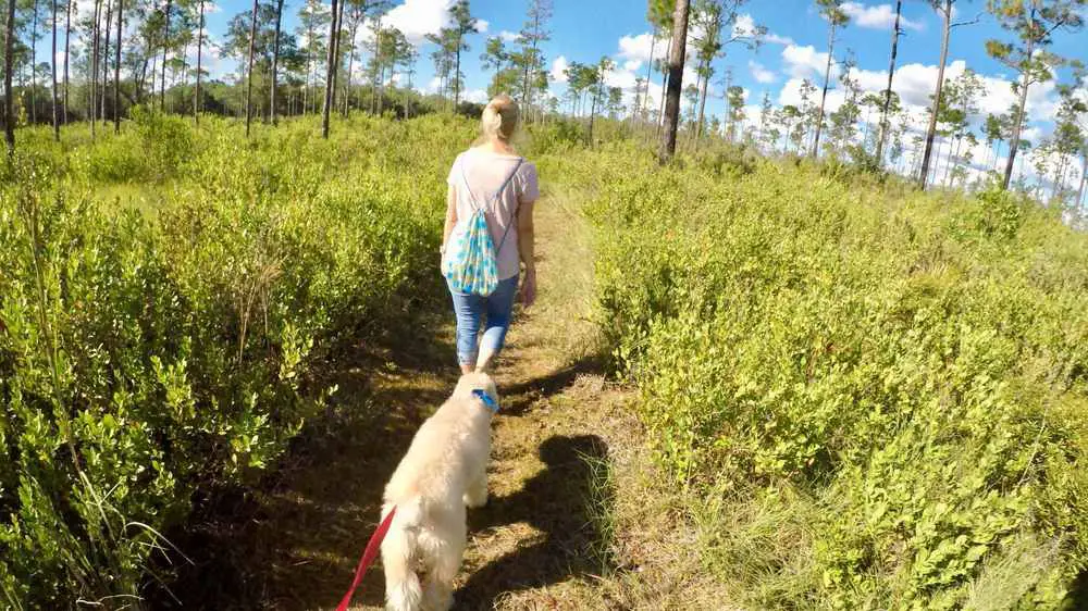 Highlands Hammock State Park