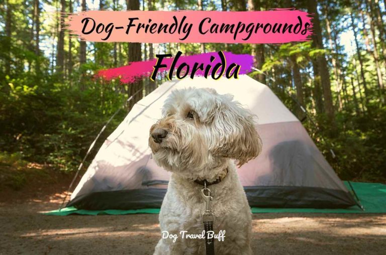 Guide to 8 Dog-Friendly Camping in Florida: Try These Campgrounds