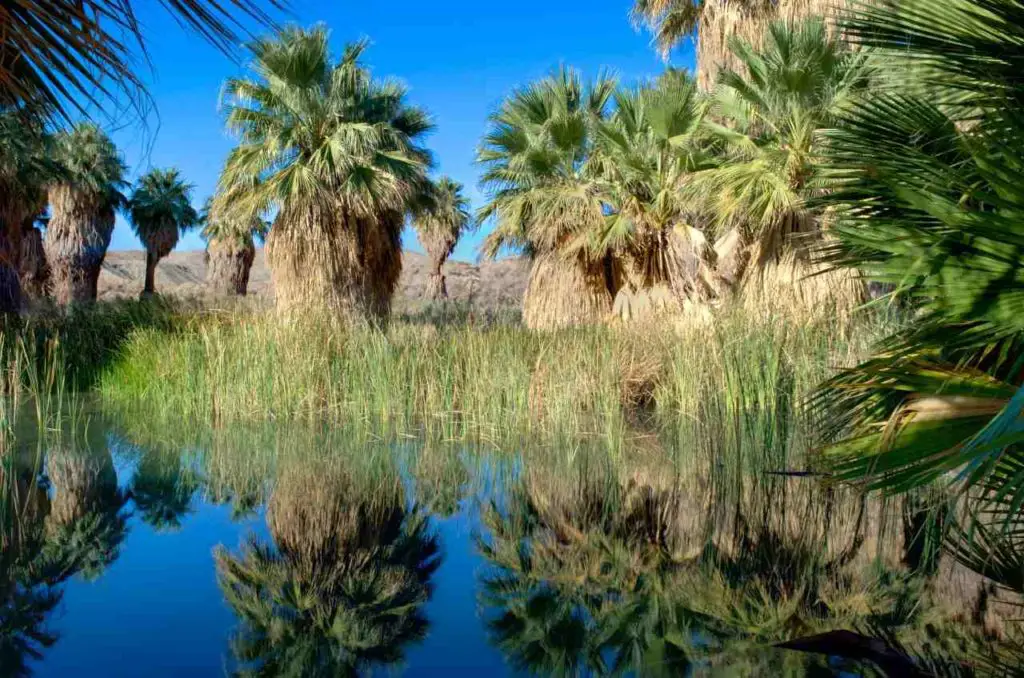 Oasis of Mara