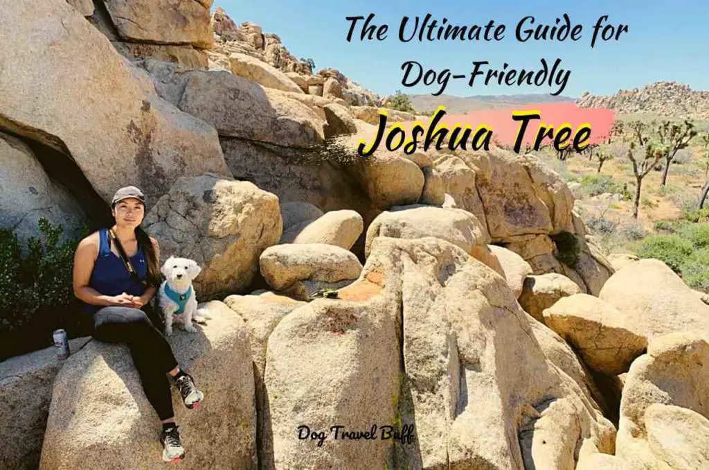 How To Make A Trip To DogFriendly Joshua Tree Guide & Tips