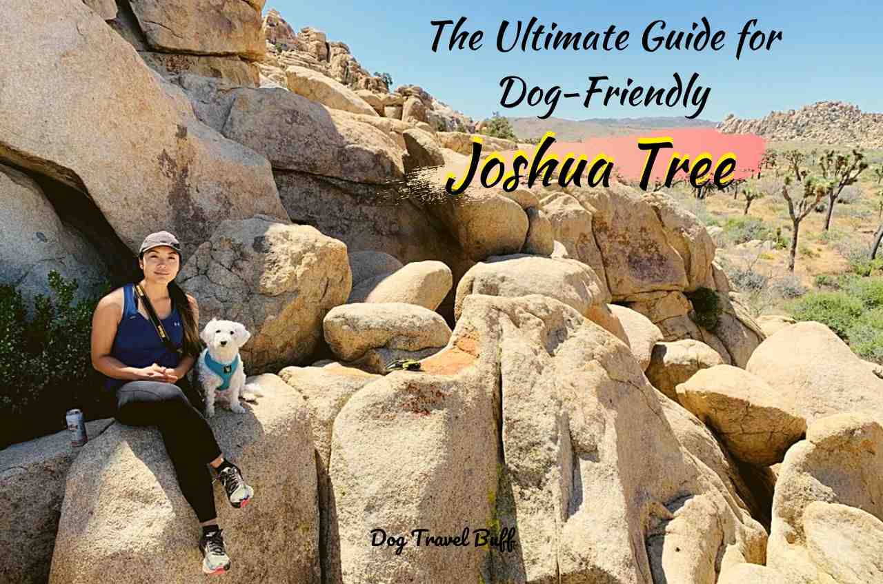 where are dogs allowed in joshua tree