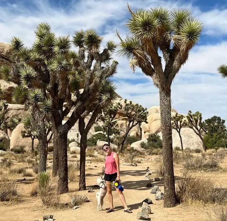 Dog-Friendly Joshua Tree