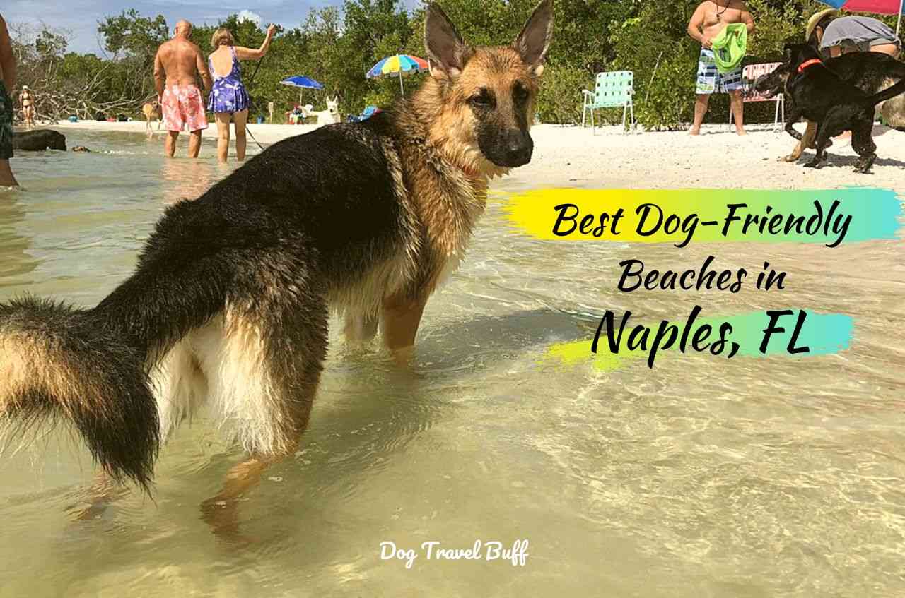 Dog-Friendly Beaches in Naples
