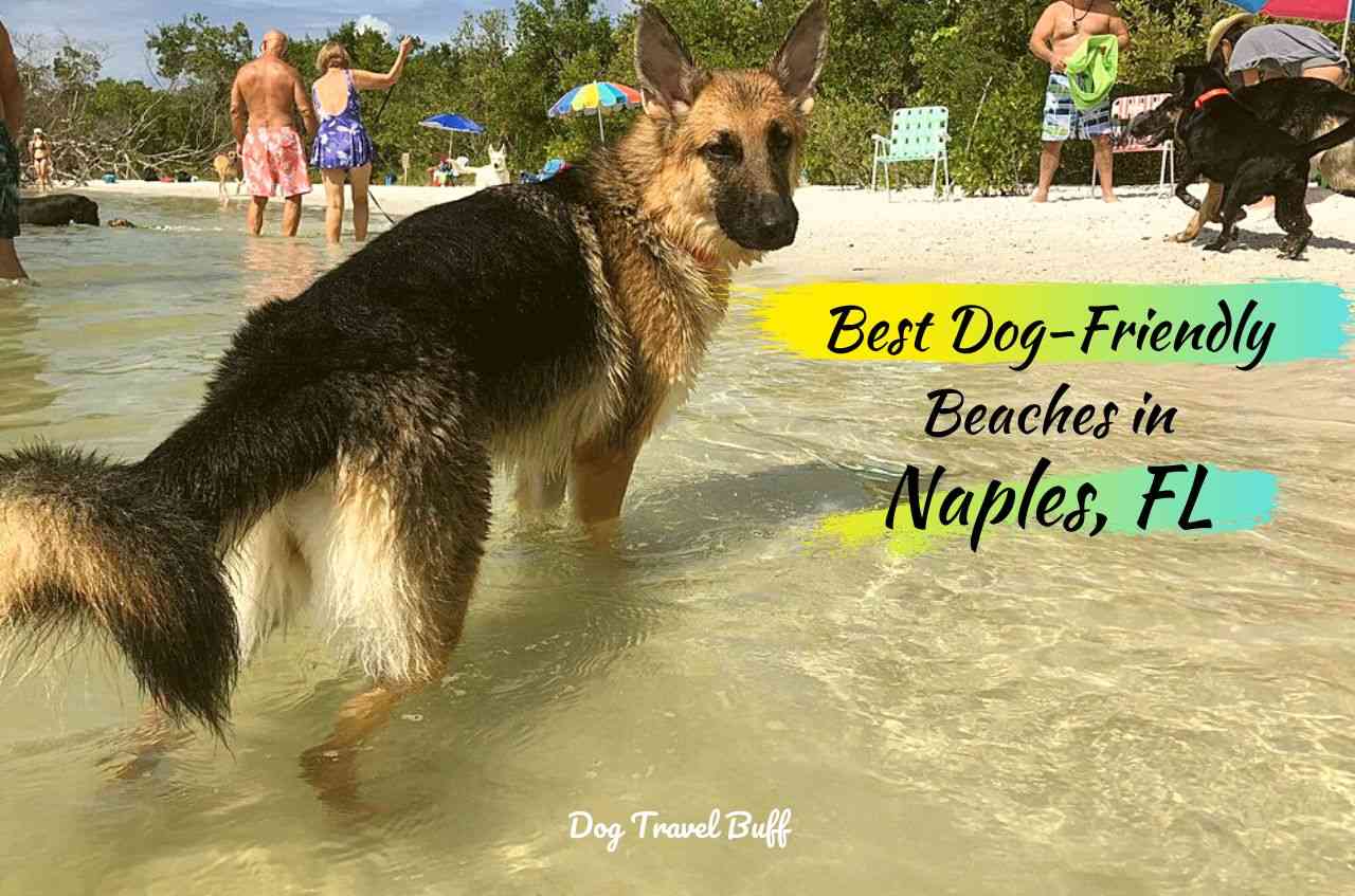 are dogs allowed on naples beaches