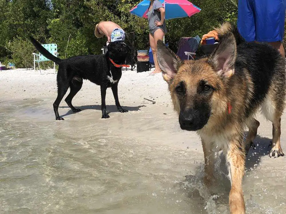 Dog-Friendly Beaches in Naples_Bonita Dog Beach