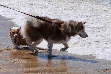 does naples beach allow dogs