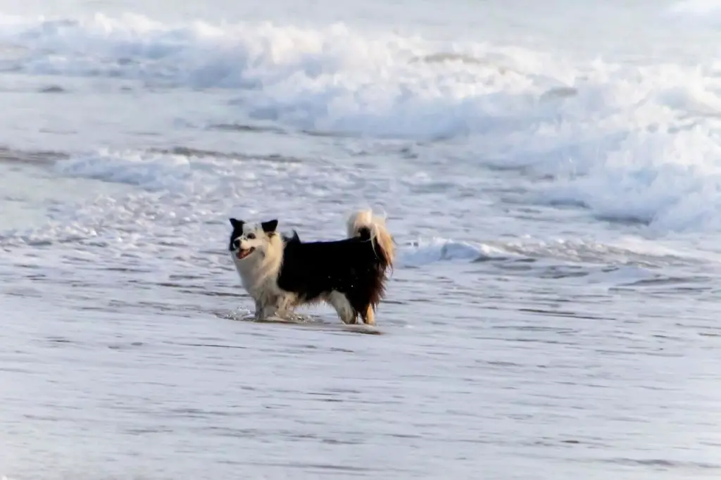 Dog-Friendly Vacations in Texas_Dog Friendly East Beach