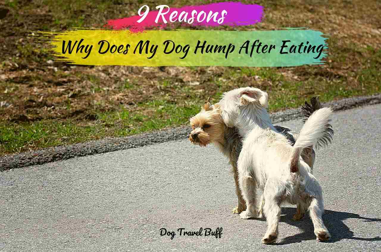 why do dogs dry hump the air