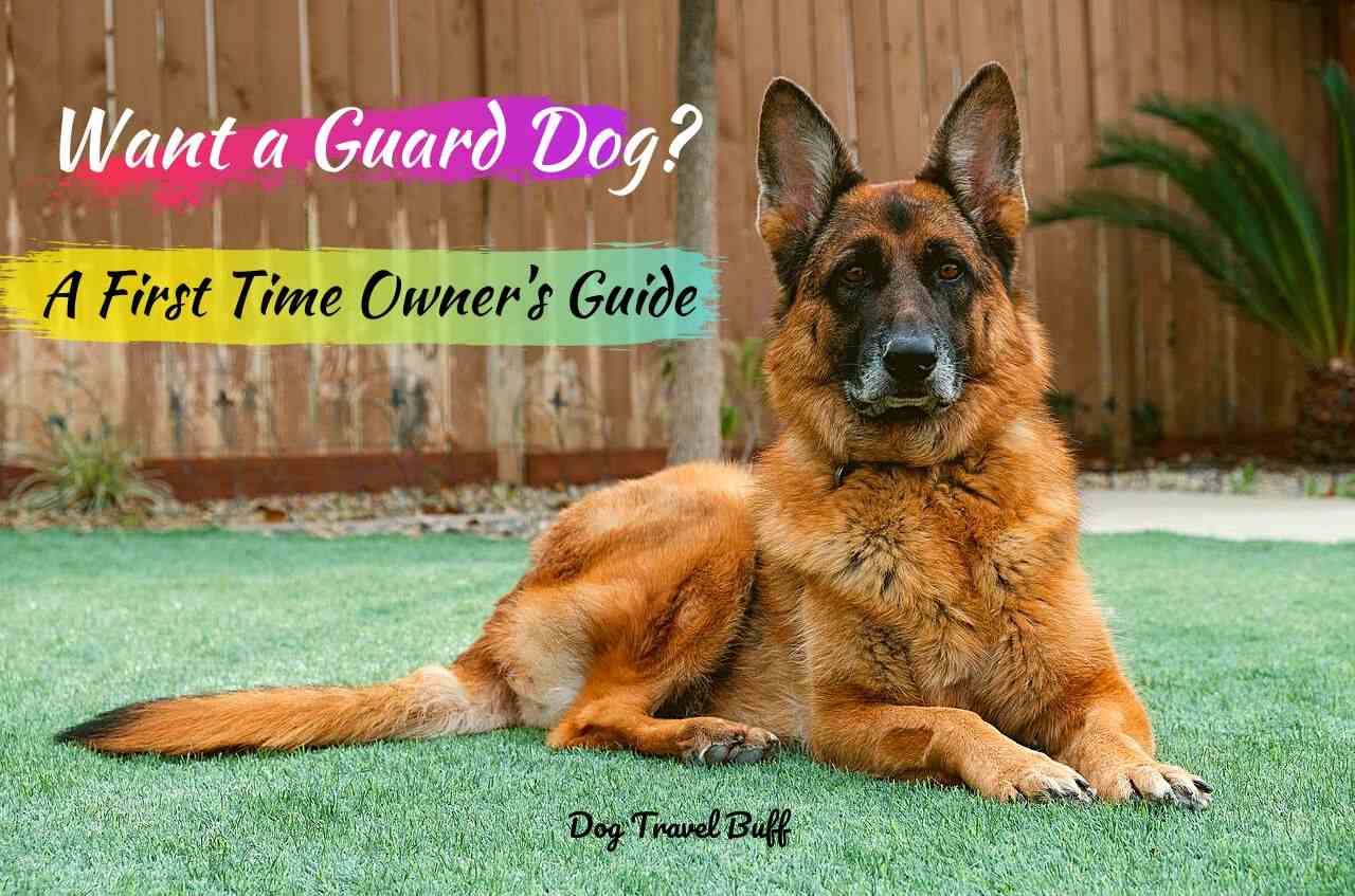 Want a Guard Dog? A First Time Owner's Guide - DogTravelBuff