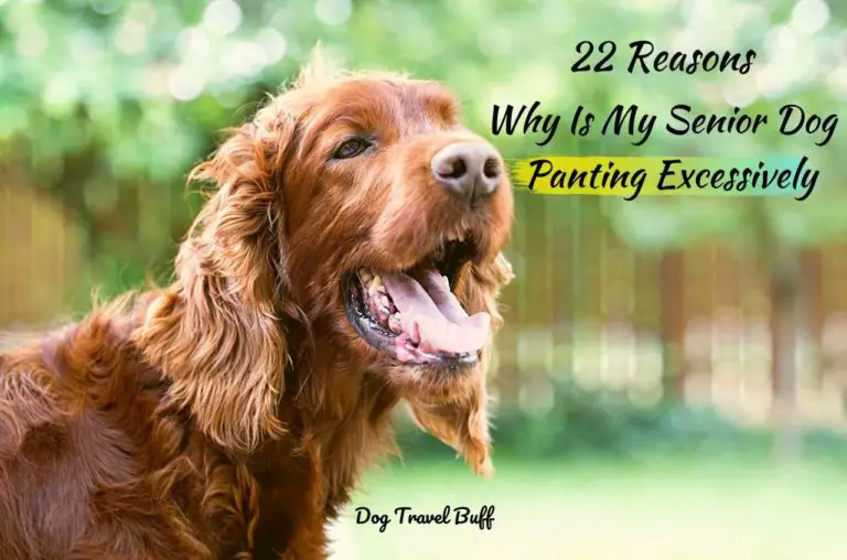 22 Reasons Why Is My Senior Dog Panting At Night Excessively